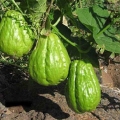 Chayote (meksički krastavac): kako posaditi, šta je korisno, kako kuhati, fotografija, skladištenje
